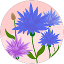 Tallulah4 profile picture